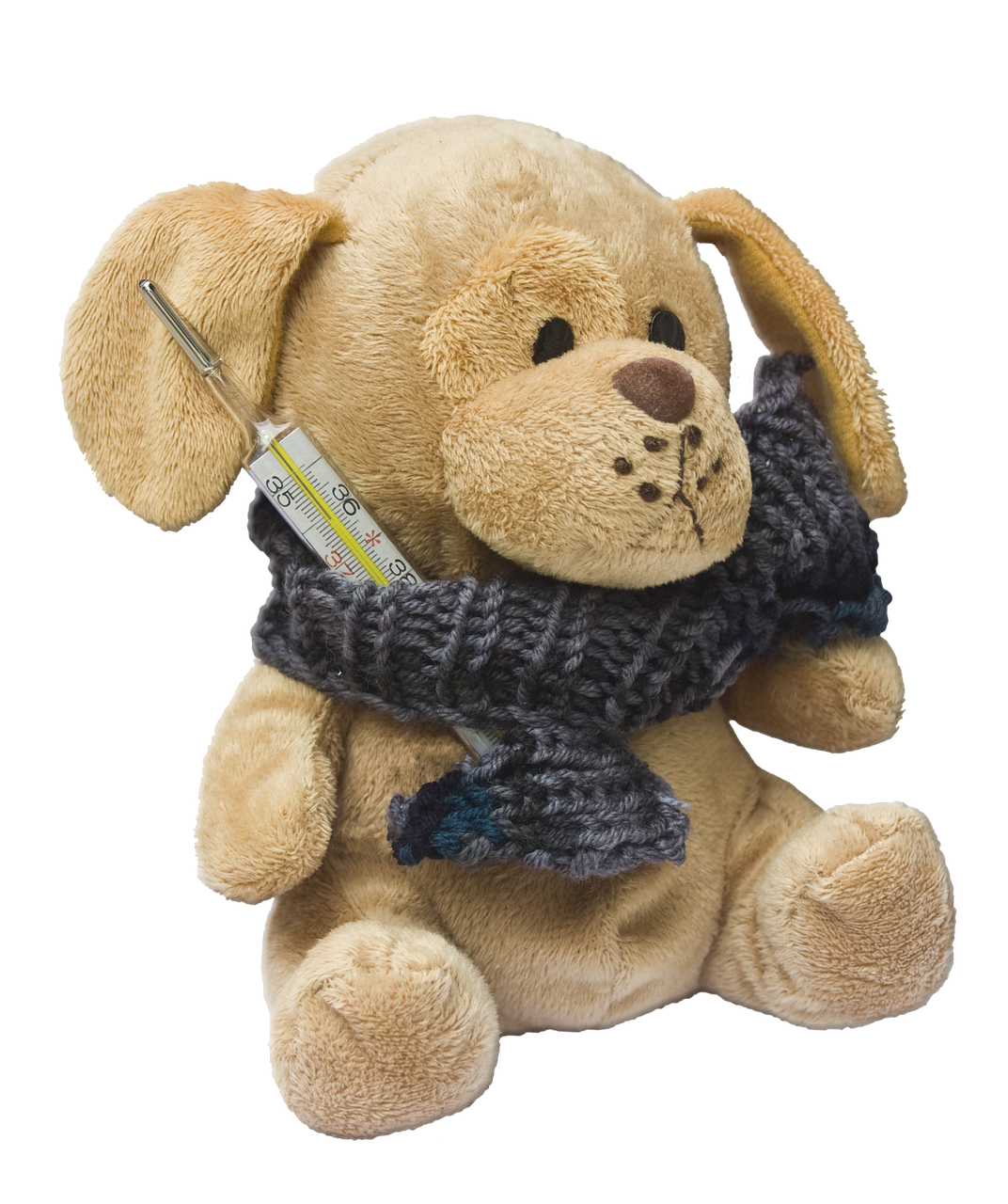 teddy, dog, stuffed animal, ill, injured, pet, animal, fever, clinical thermometer, cold, scarf, sad, poor, knuffig, cute, floppy ear, hospital, visit, isolated, edited, health, medicine